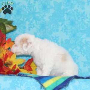 Diamond, Shih-Poo Puppy